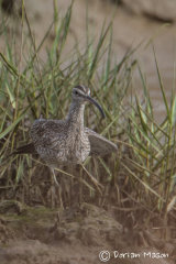 Whimbrel