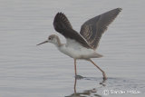 Black-winged Stilt Juvenile