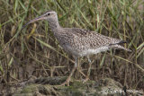 Whimbrel