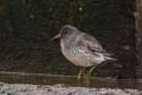 Purple Sandpiper