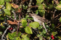Olivaceous Warbler
