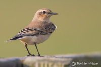 Wheatear