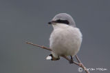 Great-grey Shrike