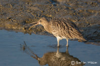 Curlew