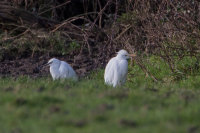 Cattle Egret with Little Egret