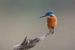 Kingfisher