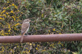 Red-backed Shrike