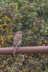 Red-backed Shrike