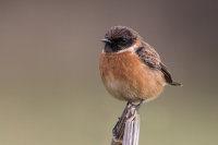 Stonechat