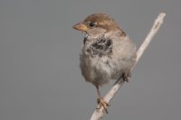House Sparrow