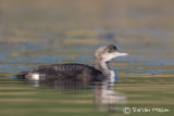 Black-throated Diver