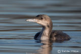 Black-throated Diver
