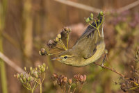 Chiffchaff