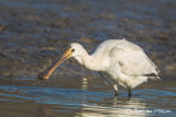 Spoonbill