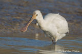 Spoonbill