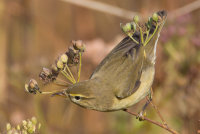 Chiffchaff