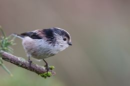 Long-tailed Tit