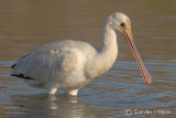 Spoonbill