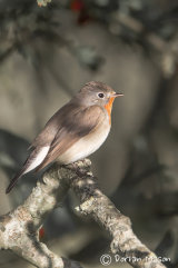 Red-breasted Flycatcher