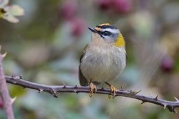 Firecrest
