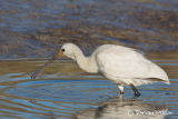 Spoonbill