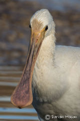 Spoonbill
