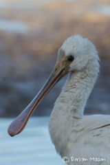 Spoonbill