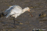 Spoonbill