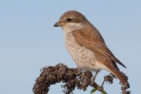 Red-backed Shrike