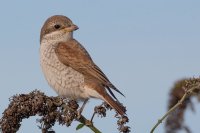 Red-backed Shrike