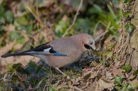 Jay