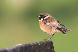 Stonechat