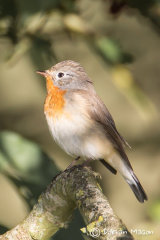 Red-breasted Flycatcher