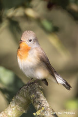Red-breasted Flycatcher