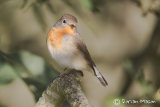 Red-breasted Flycatcher