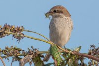 Red-backed Shrike