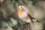Red-breasted Flycatcher
