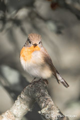 Red-breasted Flycatcher
