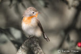 Red-breasted Flycatcher