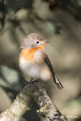 Red-breasted Flycatcher