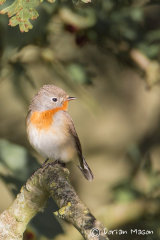 Red-breasted Flycatcher