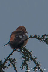 Two-barred Crossbill