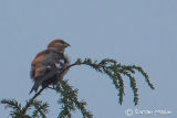 Two-barred Crossbill