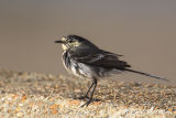Pied Wagtail