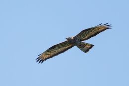 BIRDS 2022