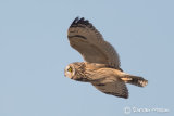 Short-eared Owl