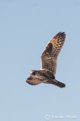 Short-eared Owl