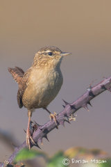 Wren