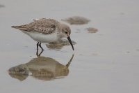 Dunlin