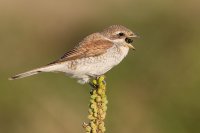 Red-backed Shrike